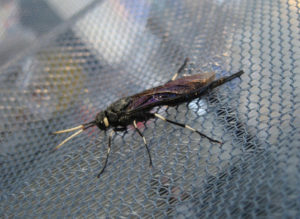 l'insecte le plus effrayant du monde