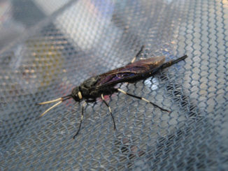 l'insecte le plus effrayant du monde