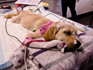 tiques dans les oreilles des chiens