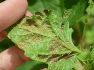 pucerons sur groseille comment se battre