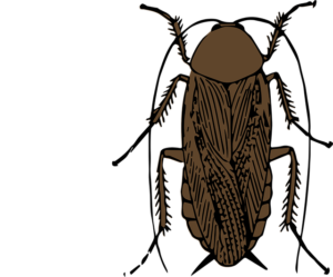 remèdes du bourreau pour les cafards