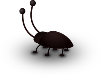 cafard mord sur un homme