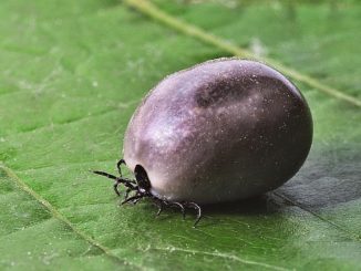 comment obtenir une tique