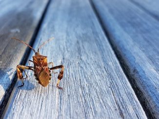 De quels insectes sont apparus dans l'appartement