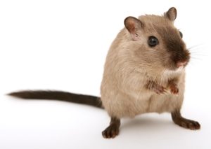 Les rats de la terre dans le pays comment se débarrasser