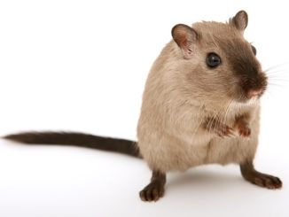 Les rats de la terre dans le pays comment se débarrasser