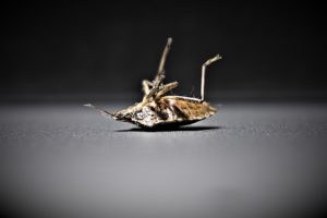 Médicaments contre les punaises de lit