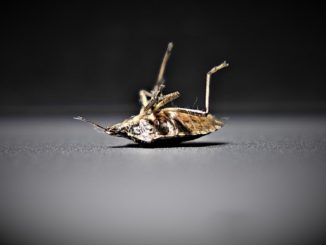 Médicaments contre les punaises de lit