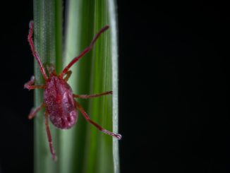 Lorsque la tique est active