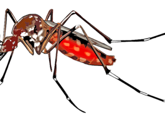 Crème après une piqûre de moustique