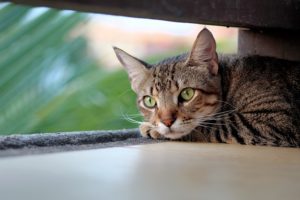 Comment comprendre qu'un chat a des acariens de la gale