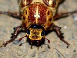 Remèdes à la maison pour les cafards