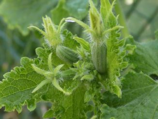 Sur les concombres une tique que de traiter