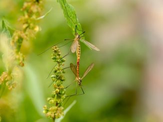Avis sur les répulsifs à ultrasons