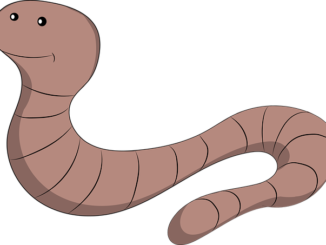 Une personne peut-elle attraper des vers d'une personne