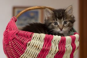 Comment élever des puces chez de petits chatons