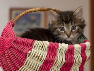 Comment élever des puces chez de petits chatons