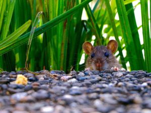 Comment se débarrasser d'un rat dans une grange