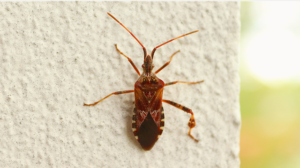 Comment gérer les piqûres après les punaises de lit