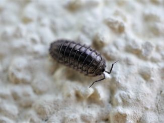 Parasites dans le corps humain