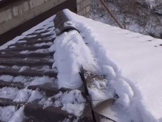 Où les insectes nuisibles hivernent et comment les combattre